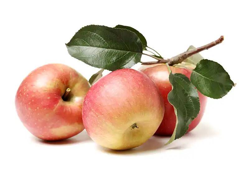 Äpfel keltern Äpfel keltern